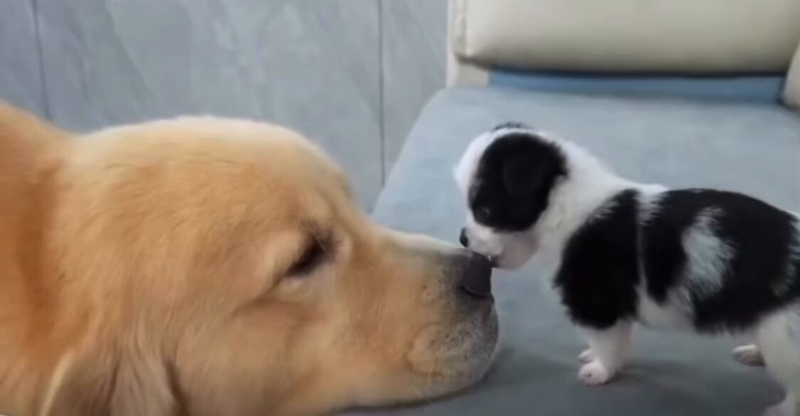 gentle golden retriever puppy
