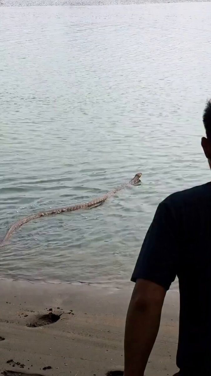 person watching snake swim