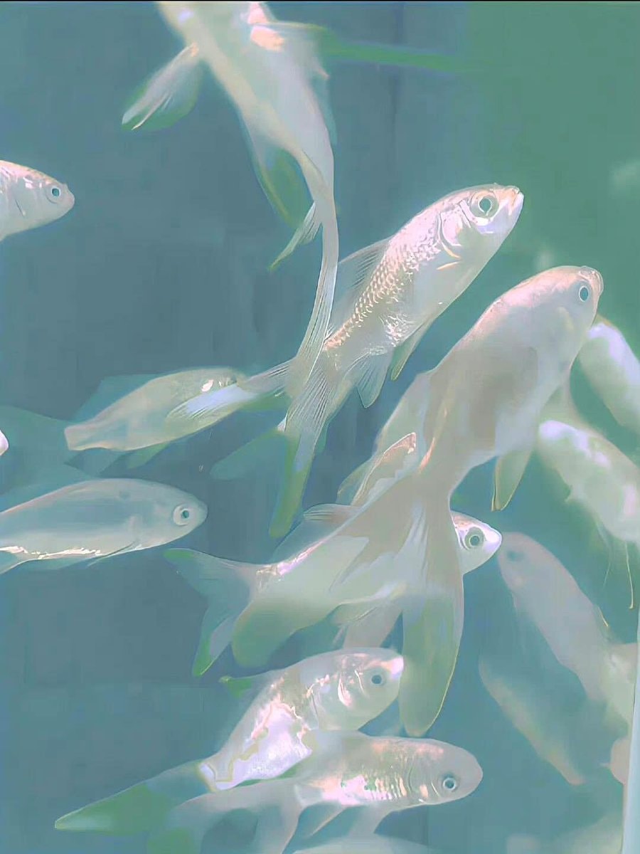 pale blue goldfish (photo 3 of 4)