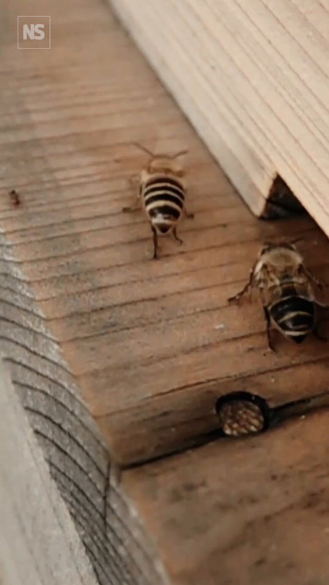 Guard bees stop ants