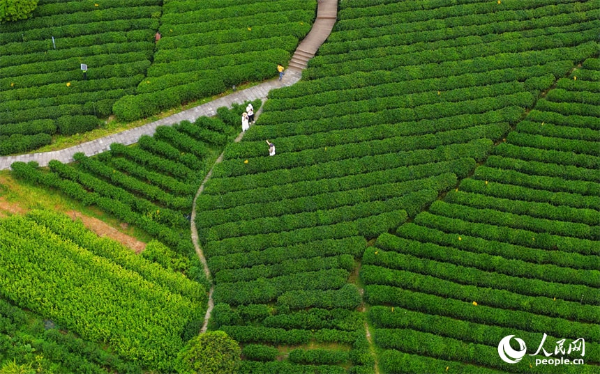 Tea farmers harvesting Gougunao green tea in Jiangxi (photo 3 of 4)
