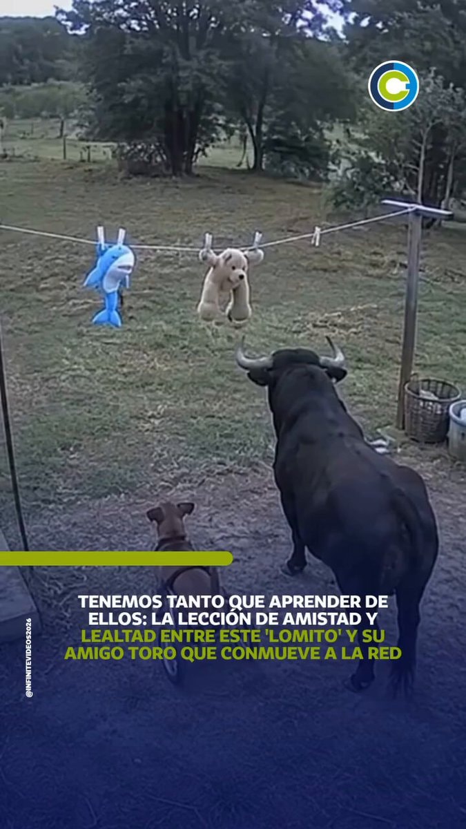 dog and bull friendship