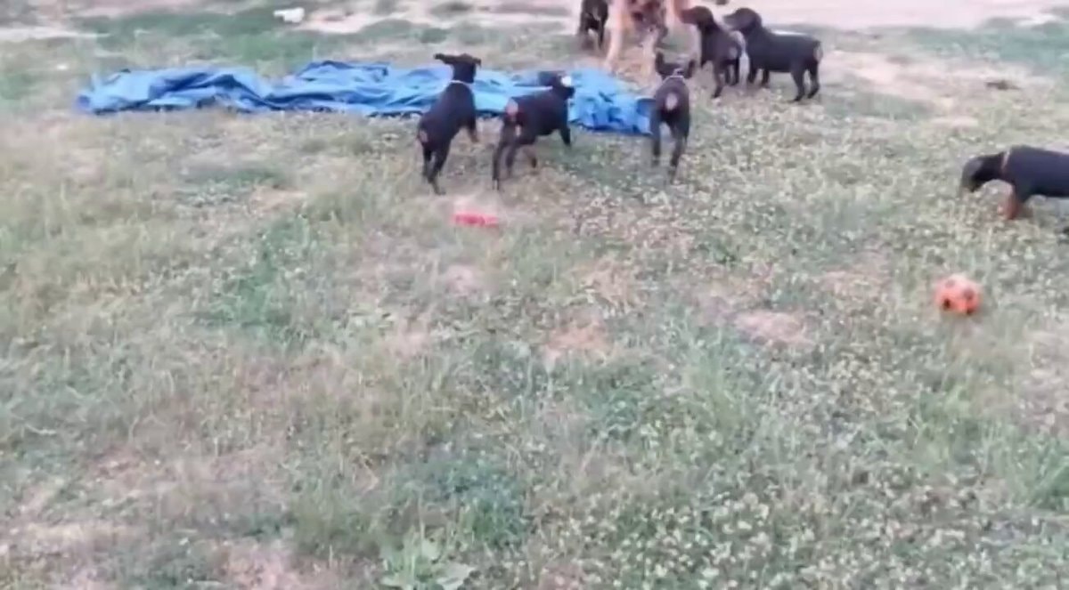 German Shepherd meets Doberman puppies