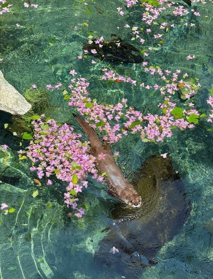 otter swimming with pink petals (photo 2 of 2)
