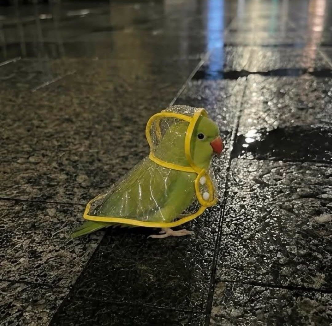 green parrot in raincoat green parrot in raincoat