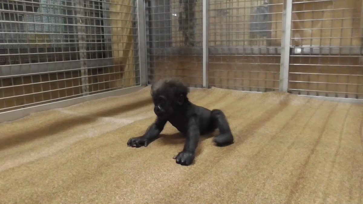 Baby gorilla learning to walk