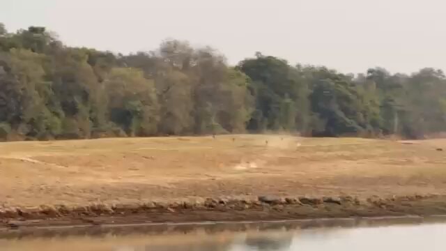 Puku escapes wild dogs into water