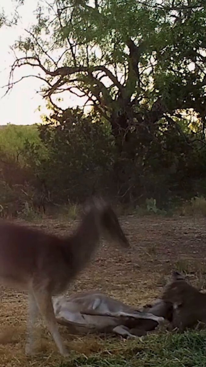 Deer walking past fallen deer