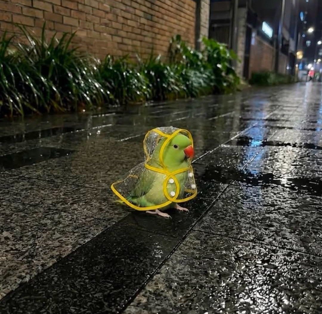 Parrot in a raincoat (photo 2 of 2)