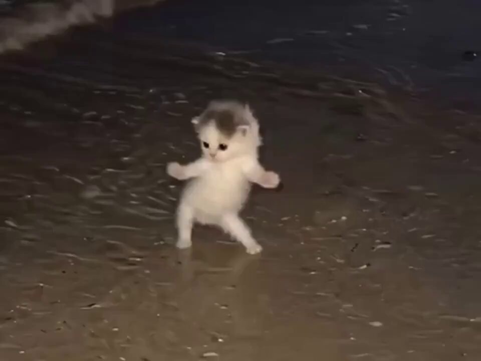 Kitten dancing on wet sand