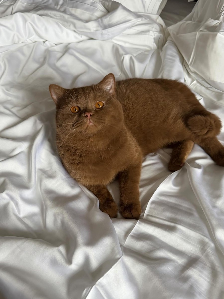 fluffy brown cat with orange eyes (photo 3 of 4)