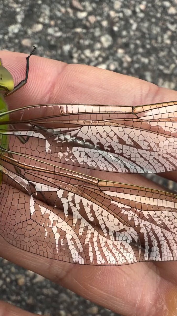 dragonfly wings stained glass