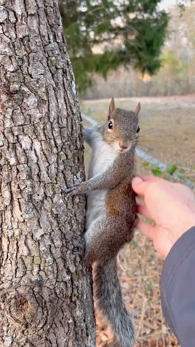 squirrel clinging to tree trunk