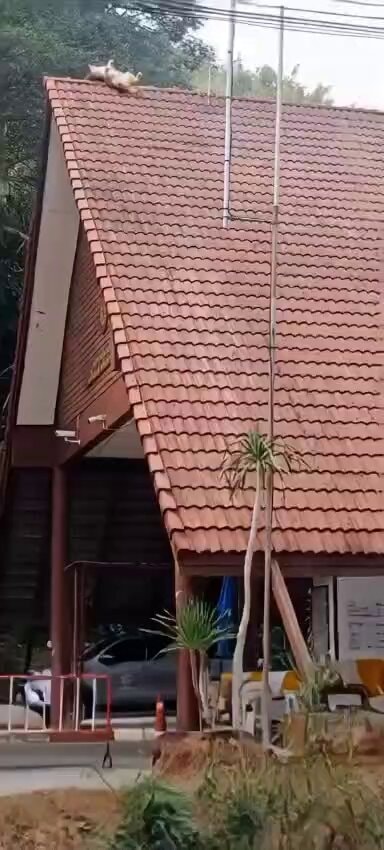 cats landing on roof ❤️🤣