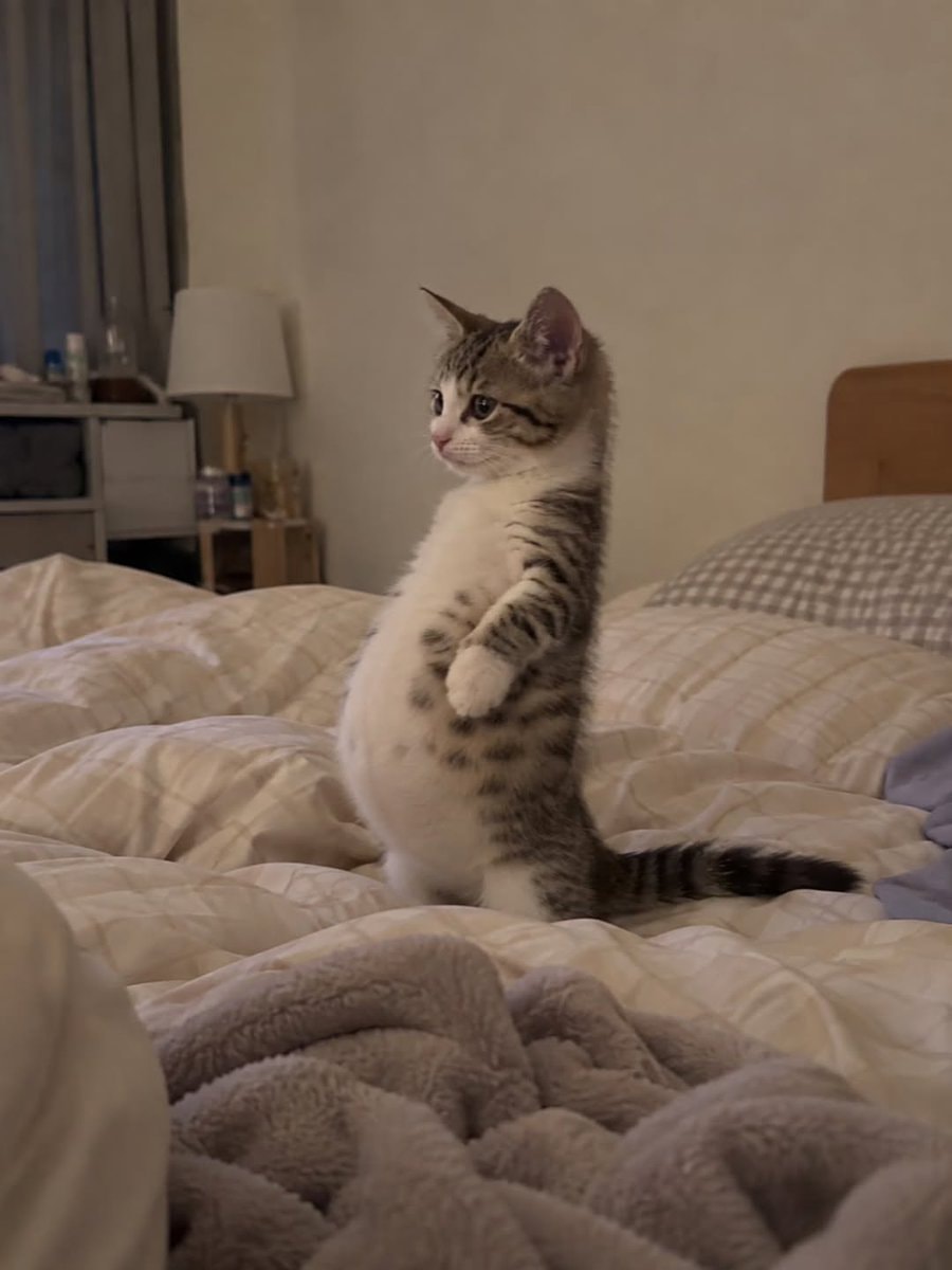 tabby kitten standing on hind legs