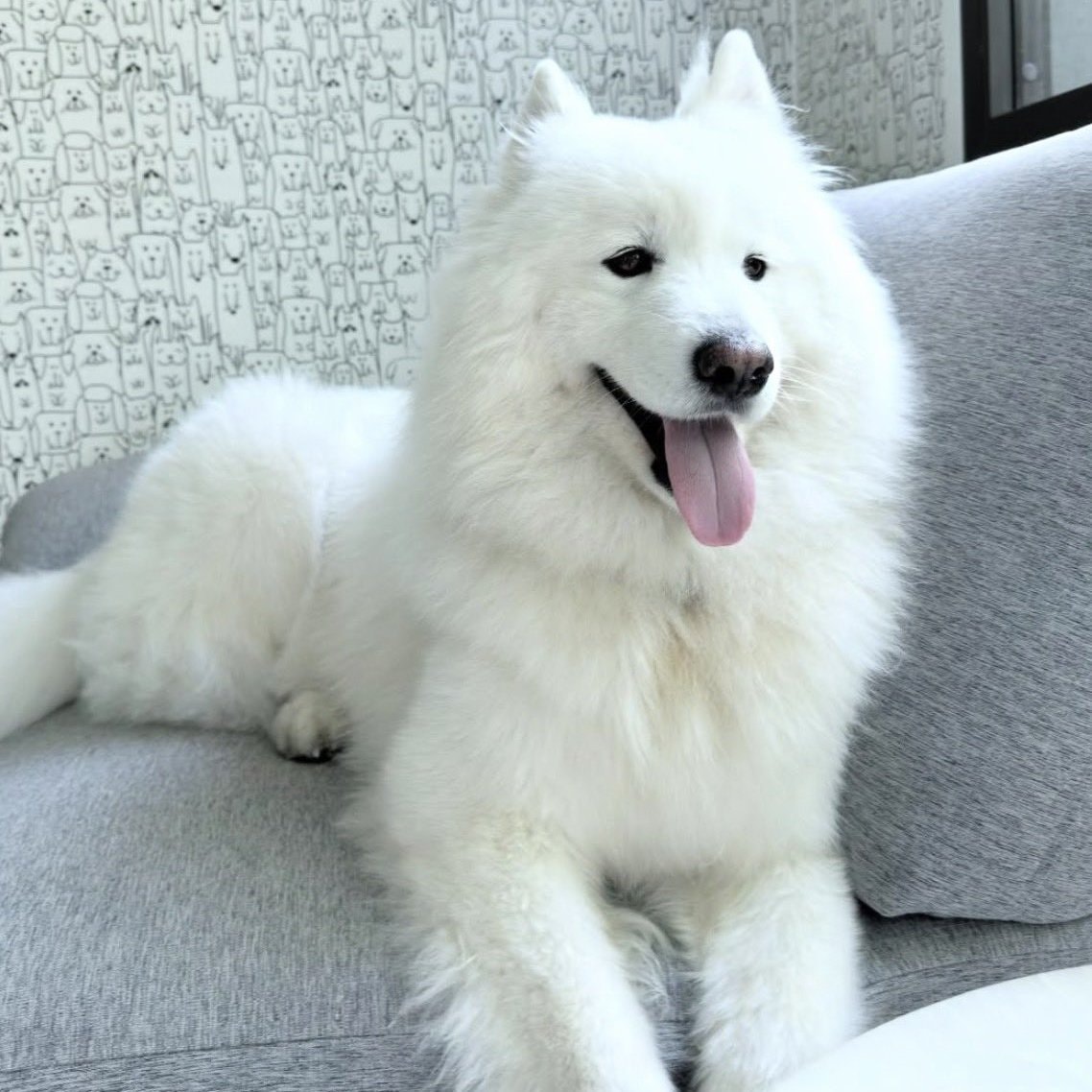 LISA new dog Lambo (photo 2 of 2)