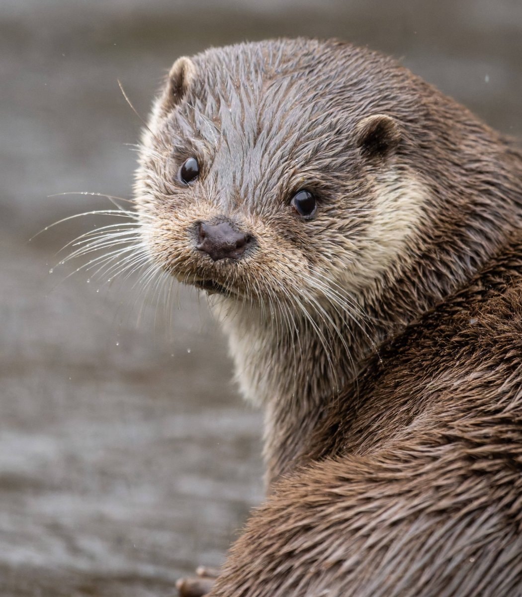 Otter spotted in Bronx River