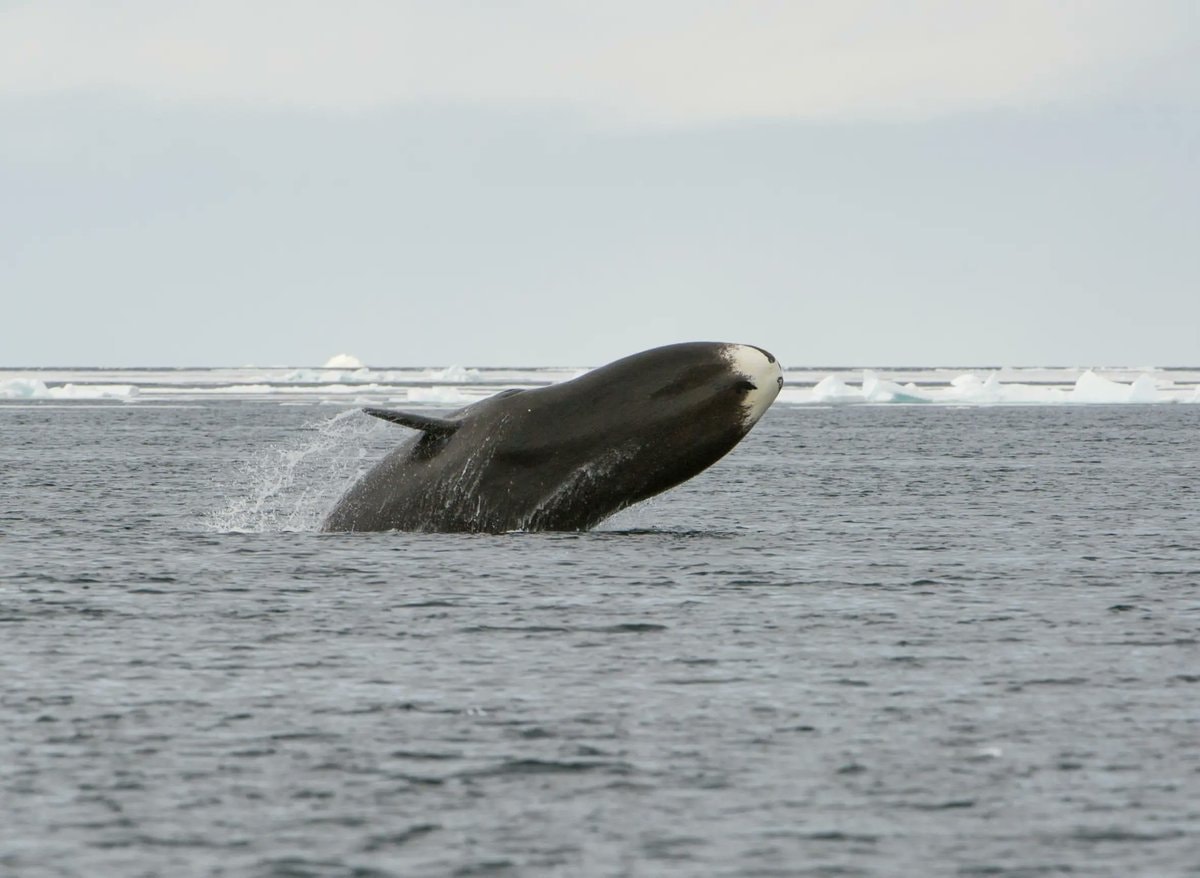 Bowhead Whales DNA repair protein