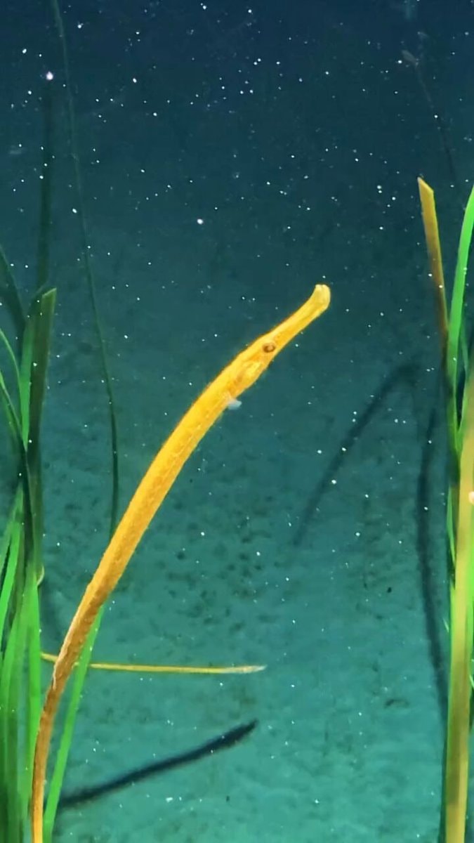 Yellow Pipefish in Aquarium