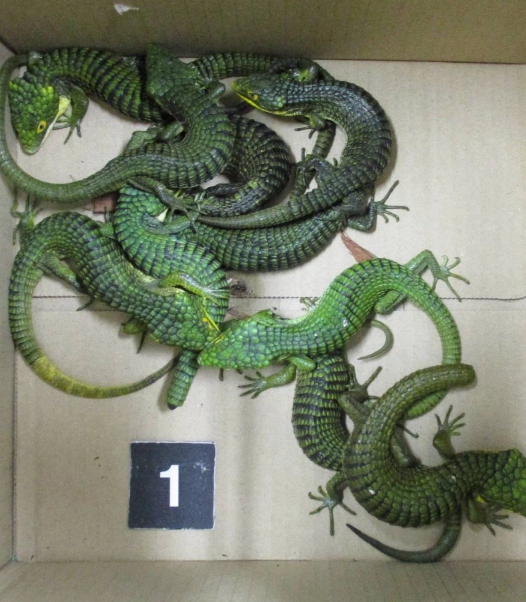 Mexican man arrested Japan lizard smuggling