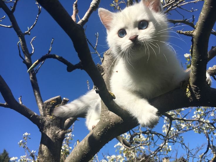 White kitten on tree branch (photo 4 of 4)