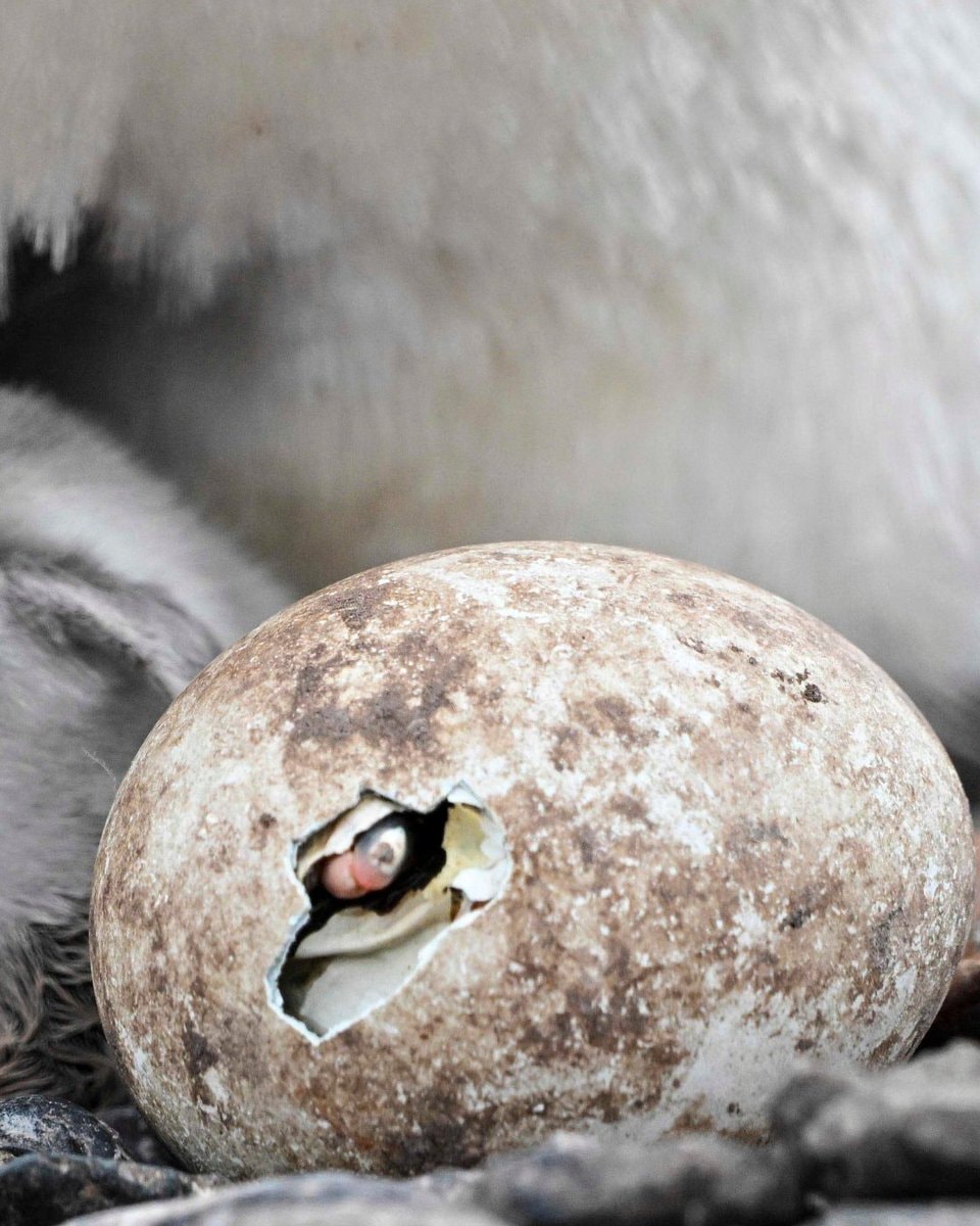 New penguin species discovered (photo 2 of 3)