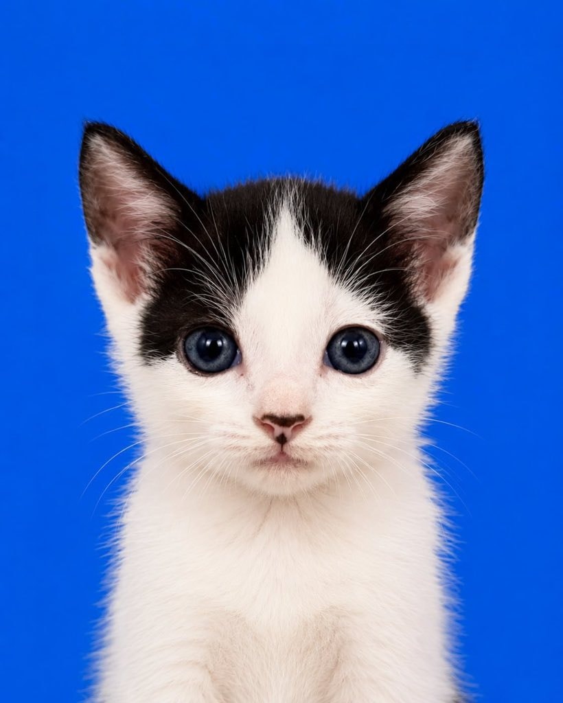 Kitten passport photos 🐱 (photo 2 of 2)