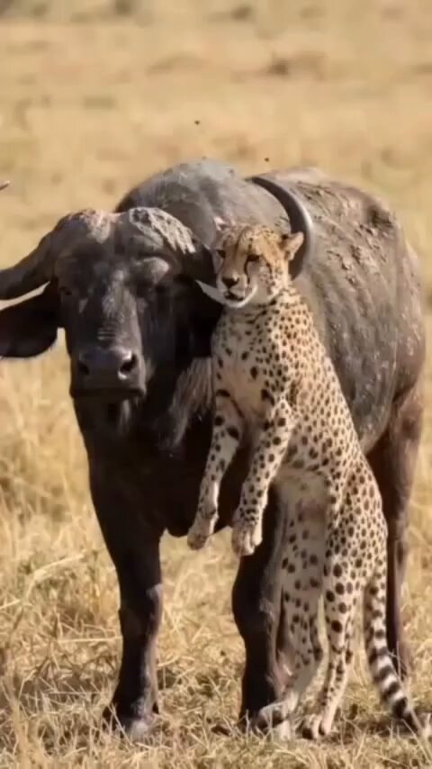 cheetah on buffalo