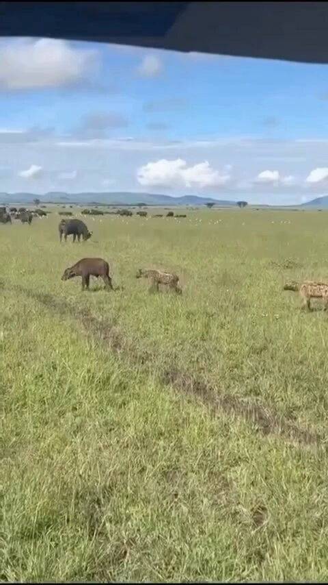 hyenas and buffalo on the savanna