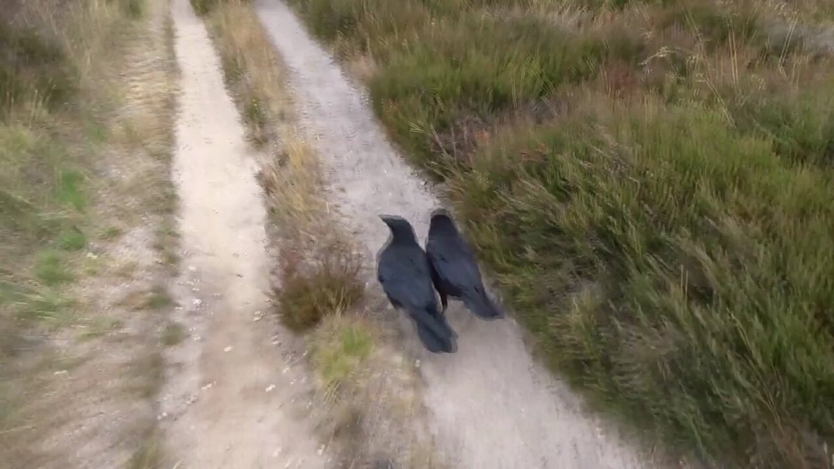 crows showing human tree