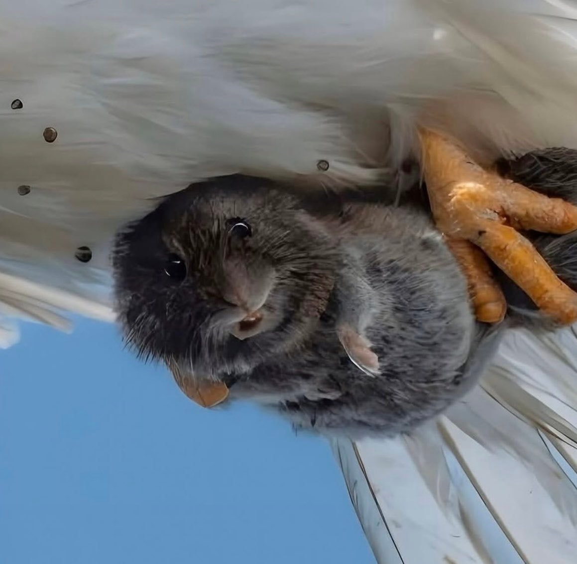 White hawk predation moment (photo 3 of 3)