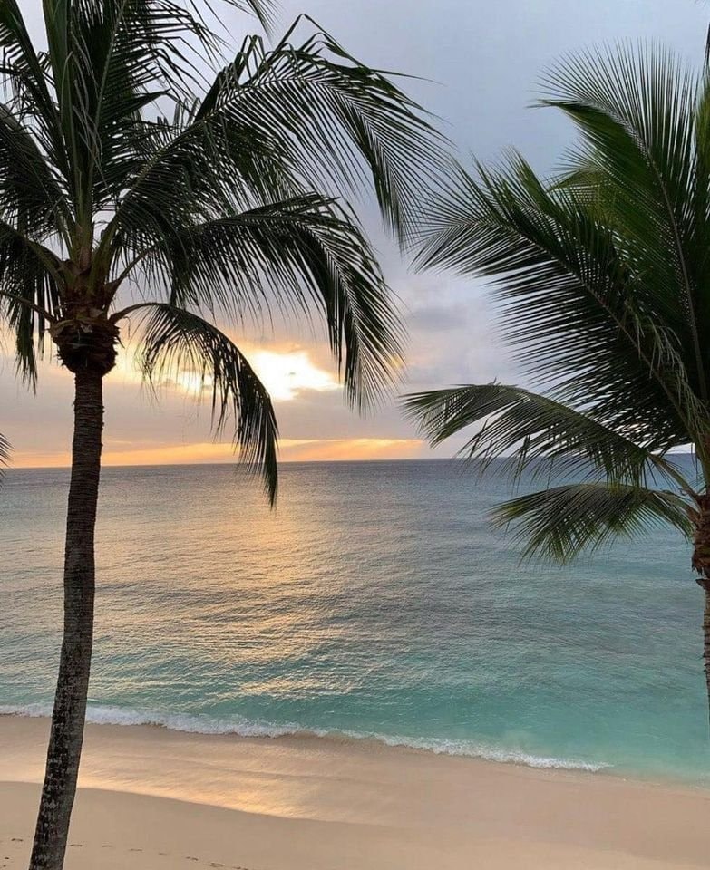 Palm trees beach sunset