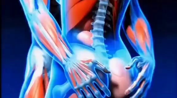 Anatomical illustration of muscular and skeletal systems