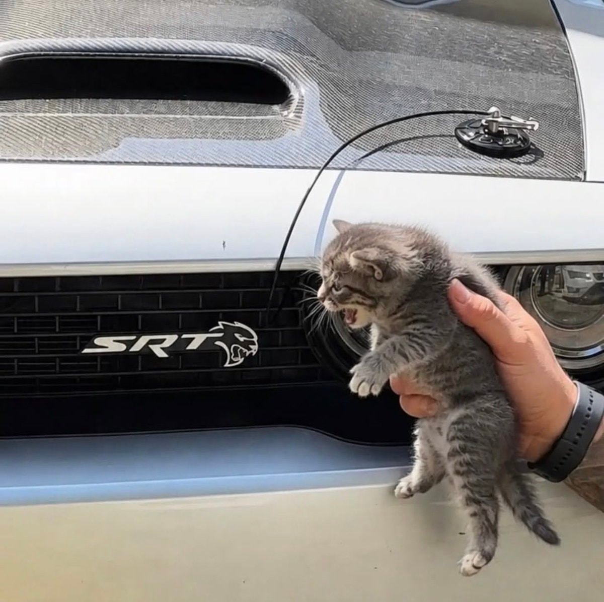 kitten hissing at car kitten hissing at car