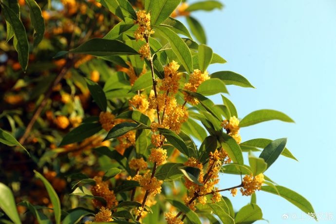 Osmanthus bloom in Shangrao Jiangxi (photo 3 of 4)