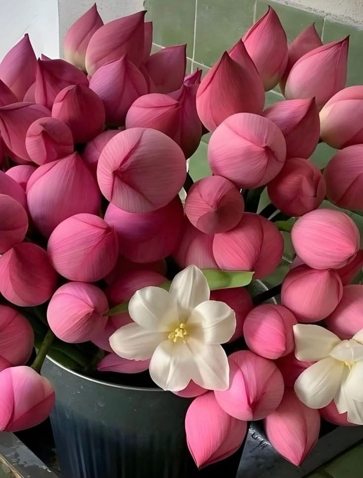 Pink lotus flowers in vase (photo 4 of 4)