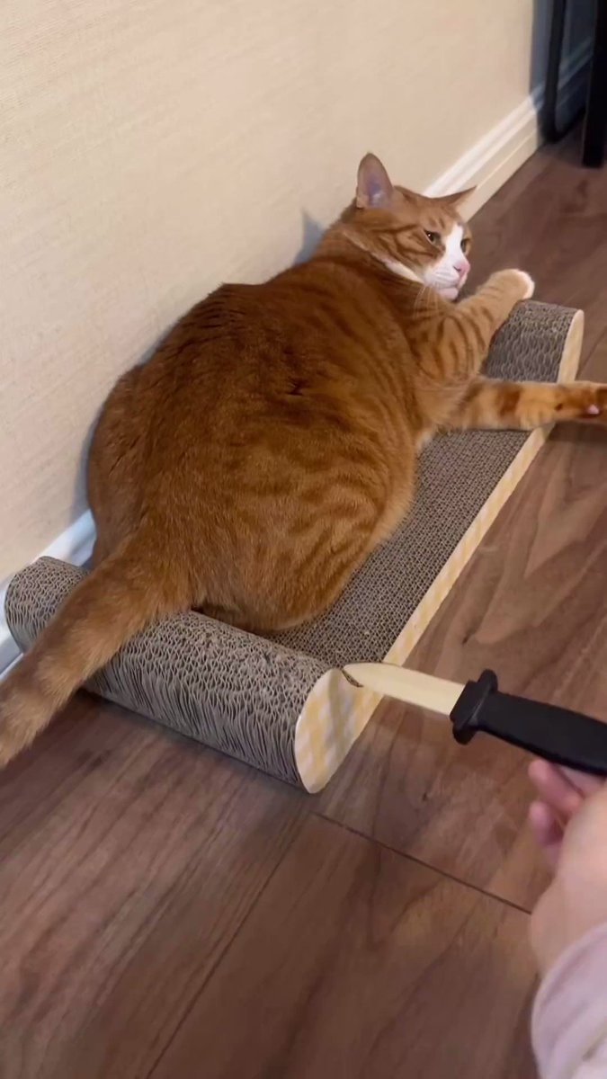 orange tabby cat prank video