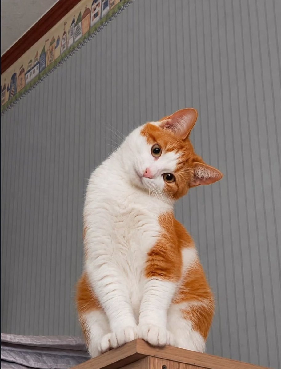 ginger and white cat 🥹