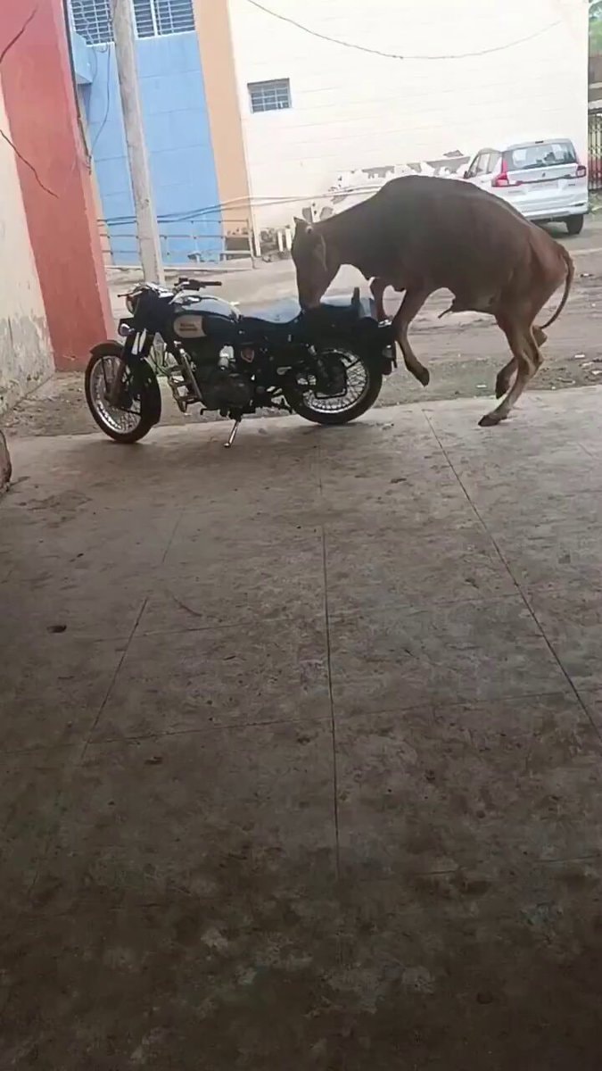 cow on motorcycle