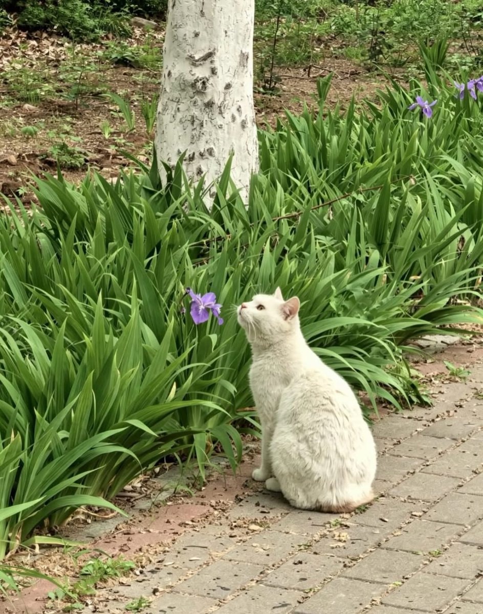 White cat purple flower garden (photo 1 of 3)