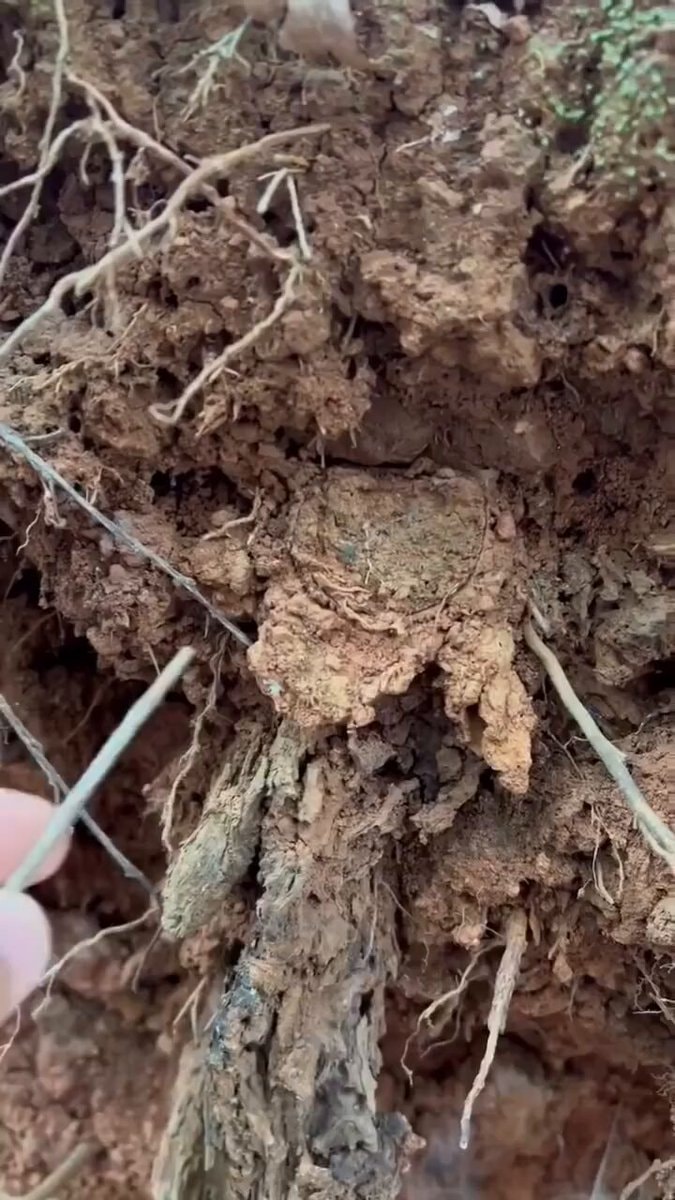 Trapdoor spider burrow with hinged door