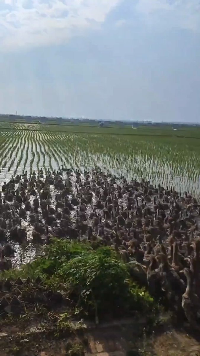 ducks in rice fields