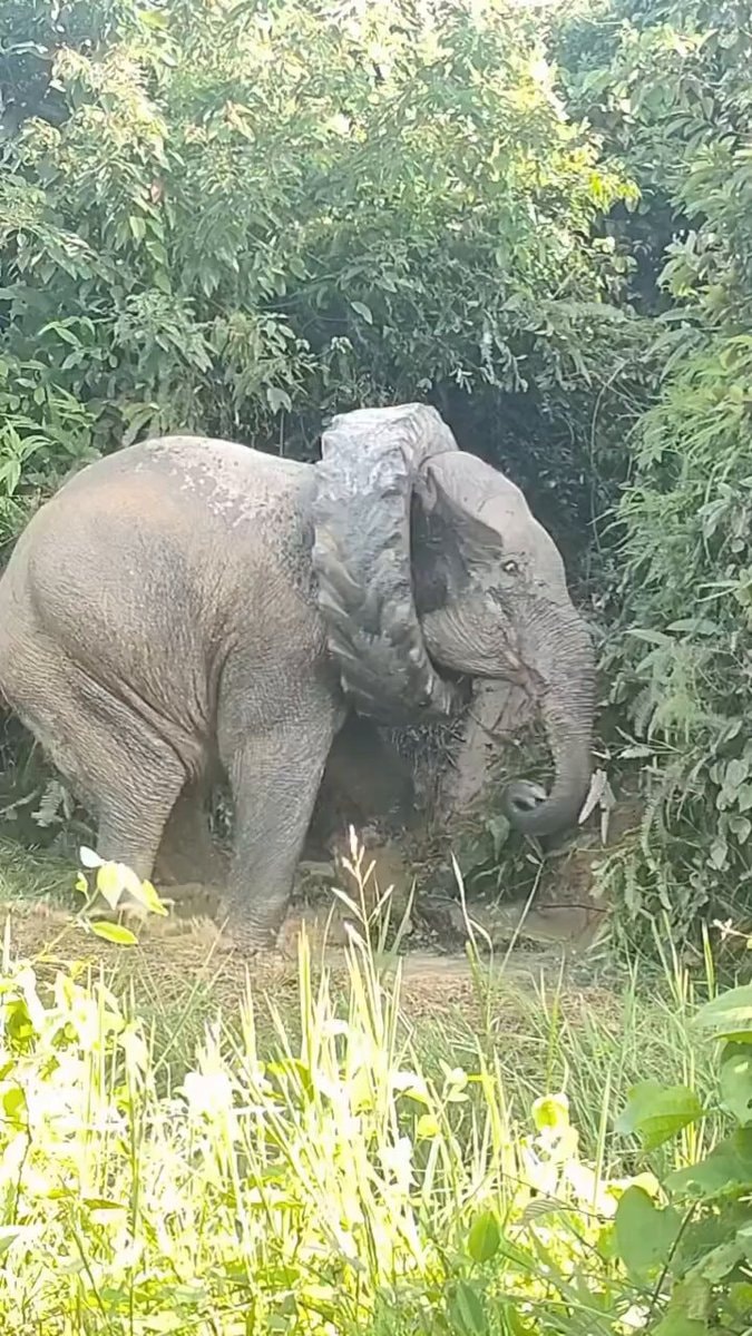 Wild elephant rescued in Golaghat, Assam
