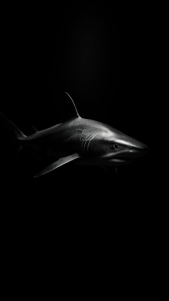 shark shark