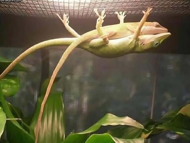 Lizard couple nap