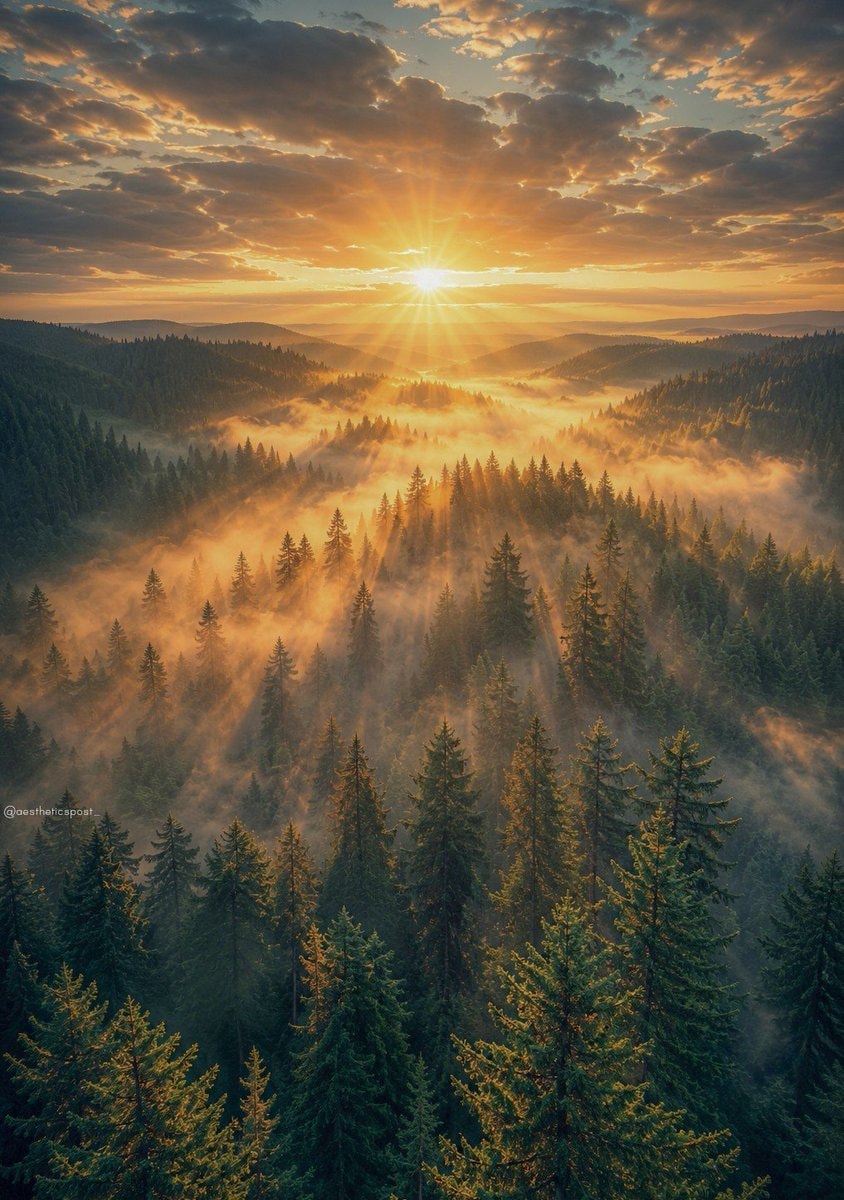 misty forest sunrise