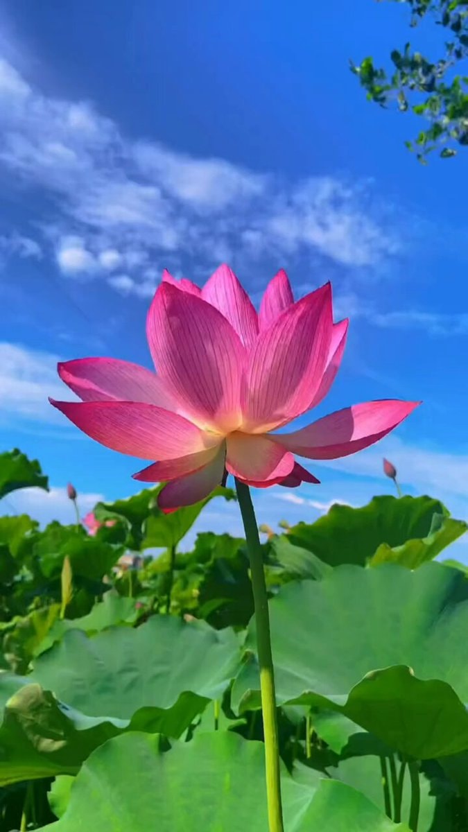 pink lotus flower bloom
