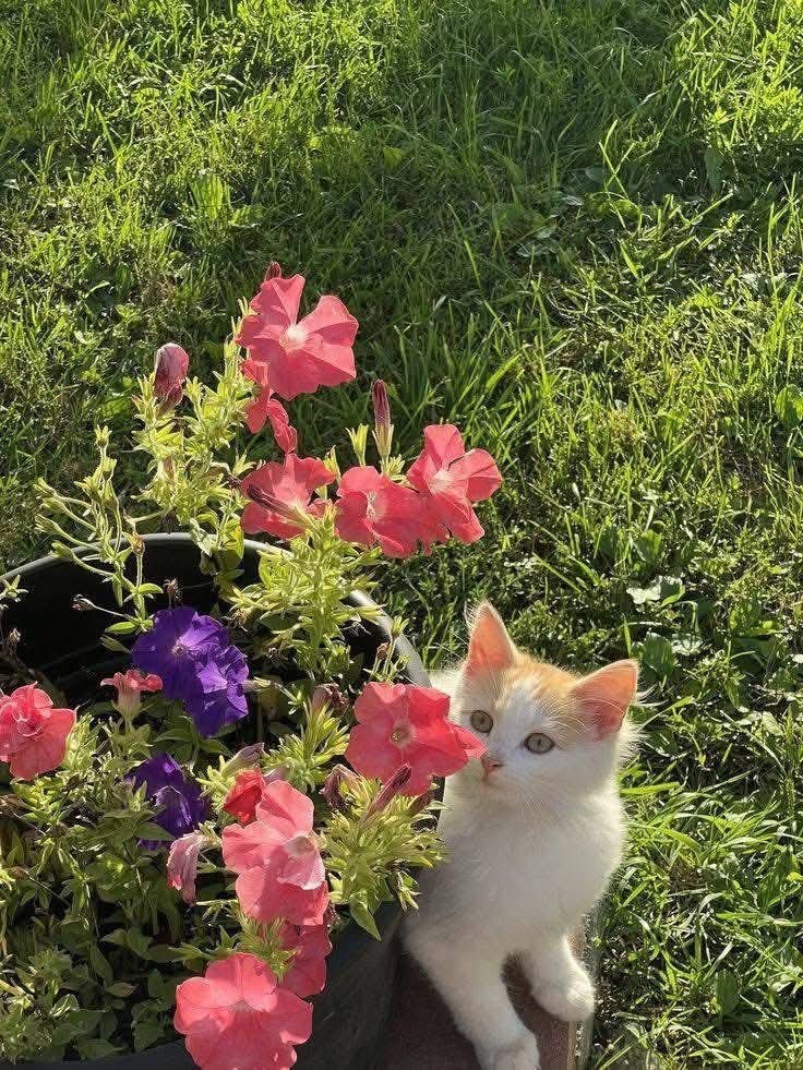 calico cat peeking from orange flowers (photo 4 of 4)