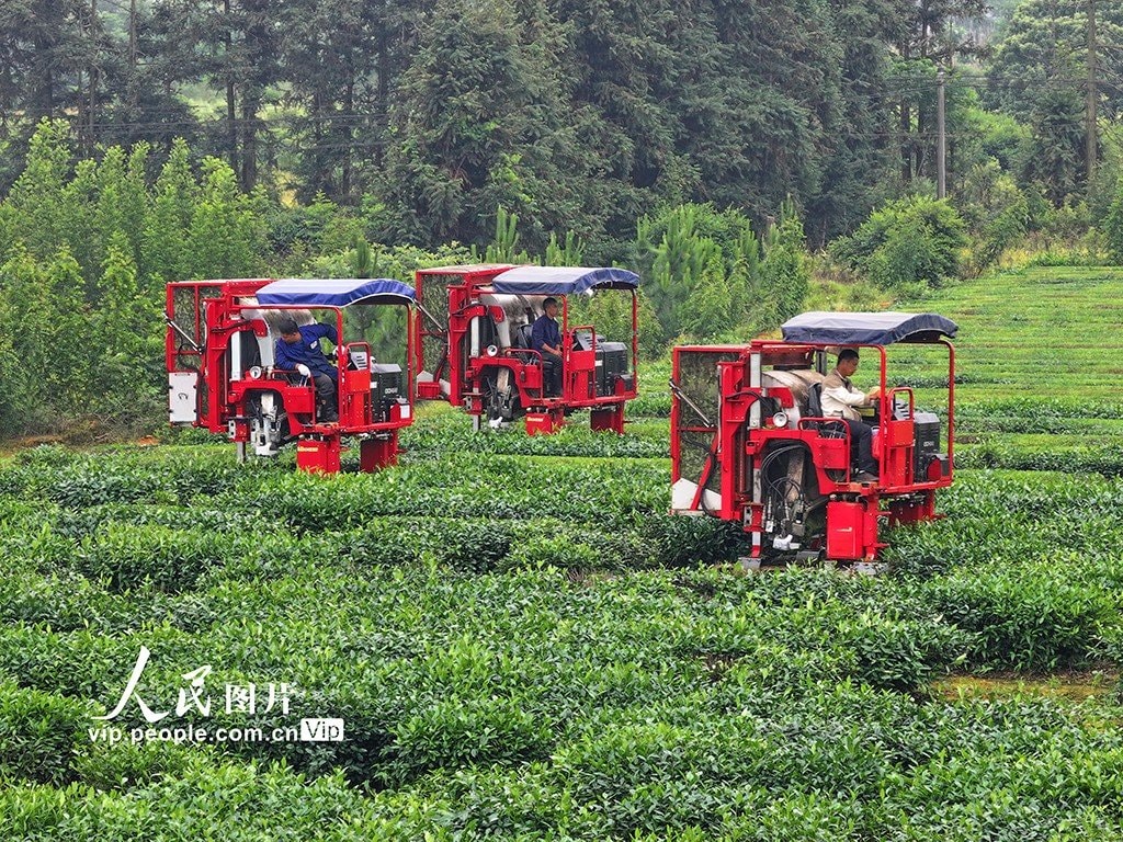Jiangxi Taihe County Tea Harvest (photo 2 of 4)