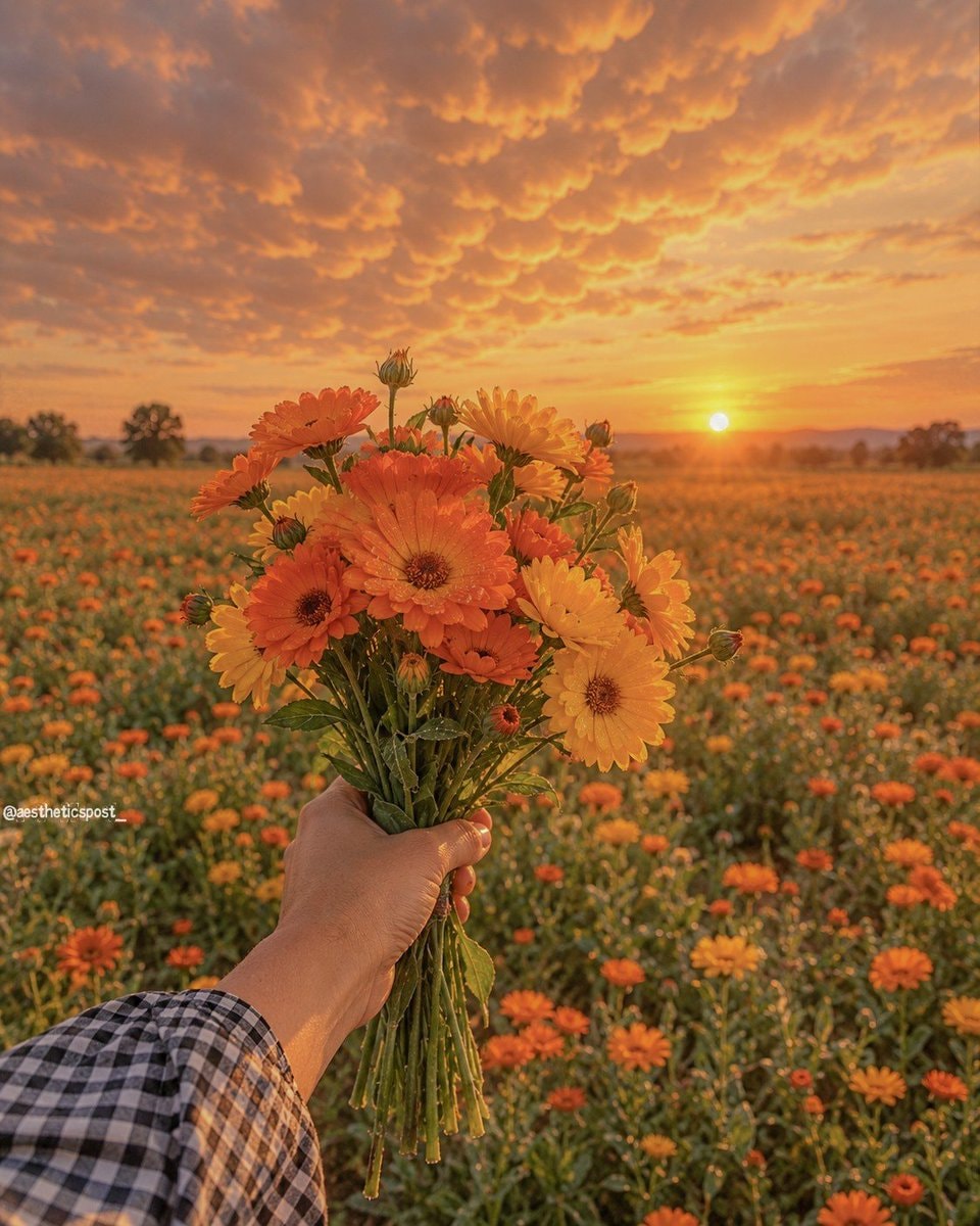 orange and yellow flowers at sunset